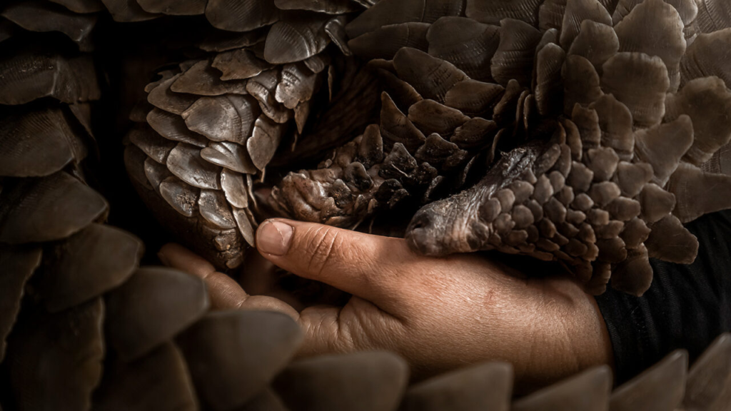 Conserving Africa’s Wilderness: Clutching to Life, Blair Eastwood
