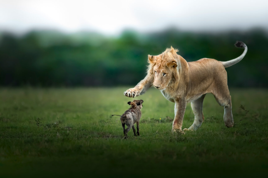 African Wildlife: Last Wish, Thomas Vijayan
